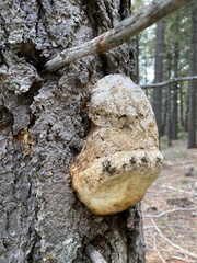 Laricifomes