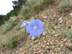 Linum perenne