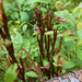 Calyptospora columnaris - Photo (c) Brian Starzomski, algunos derechos reservados (CC BY-NC), subido por Brian Starzomski