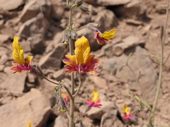 Schizanthus coccineus