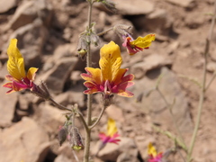 Schizanthus coccineus