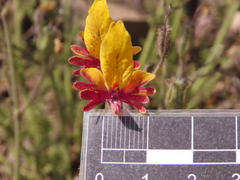 Schizanthus coccineus