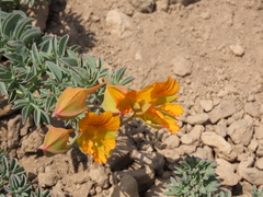 Tropaeolum polyphyllum