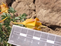 Tropaeolum polyphyllum