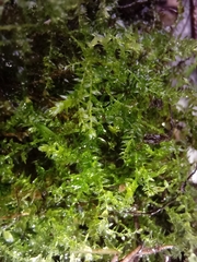 Bryophyta