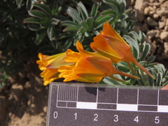 Tropaeolum polyphyllum