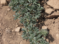 Tropaeolum polyphyllum