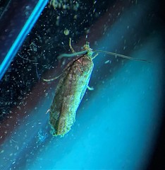 Eucosma sombreana