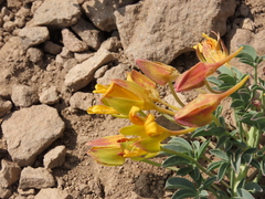 Tropaeolum polyphyllum