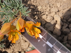 Tropaeolum polyphyllum