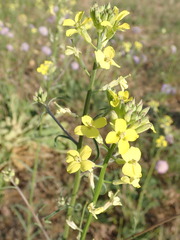Erysimum diffusum