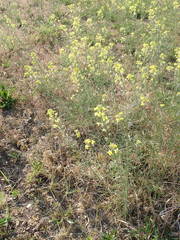 Erysimum diffusum