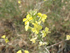 Erysimum diffusum
