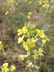 Erysimum diffusum