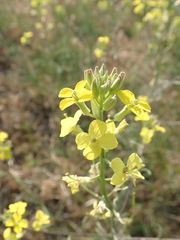 Erysimum diffusum