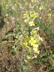 Erysimum diffusum