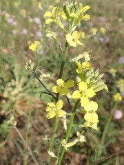 Erysimum diffusum