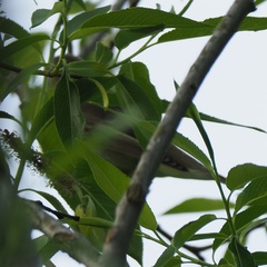 Hippolais icterina