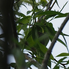 Hippolais icterina