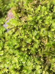 Solenostoma gracillimum