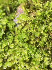 Solenostoma gracillimum