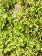 Solenostoma gracillimum