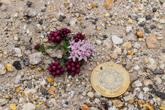 Asclepias euphorbiifolia