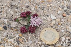 Asclepias euphorbiifolia