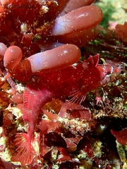 Botryocladia pseudodichotoma