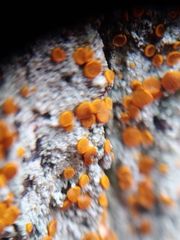 Brigantiaea leucoxantha