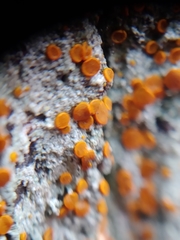 Brigantiaea leucoxantha