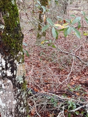 Brigantiaea leucoxantha