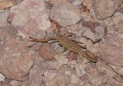 Paravaejovis spinigerus