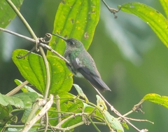 Taphrospilus hypostictus