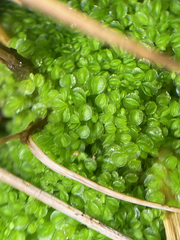 Solenostoma gracillimum