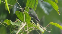 Taphrospilus hypostictus