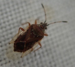 Kleidocerys resedae