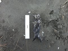 Pelecanoides urinatrix