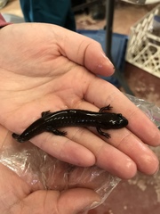 Desmognathus brimleyorum