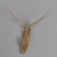 Rytidosperma duttonianum