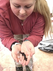 Desmognathus brimleyorum