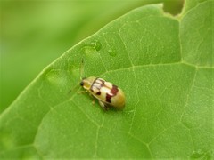 Walterianella inscripta