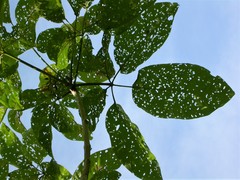 Walterianella inscripta