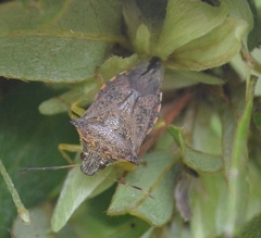 Podisus sagitta