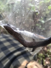 Desmognathus brimleyorum