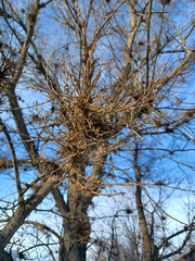 Podosphaera phytoptophila