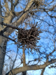 Podosphaera phytoptophila