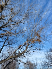 Podosphaera phytoptophila