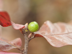 Amphibolips globulus