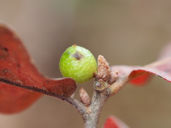 Amphibolips globulus